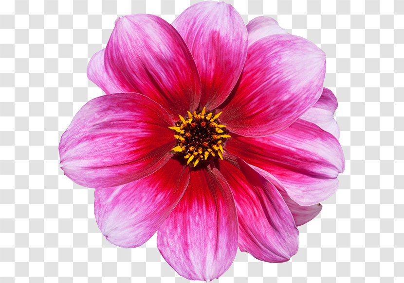 Flower Red White Pink Violet - Yellow Transparent PNG