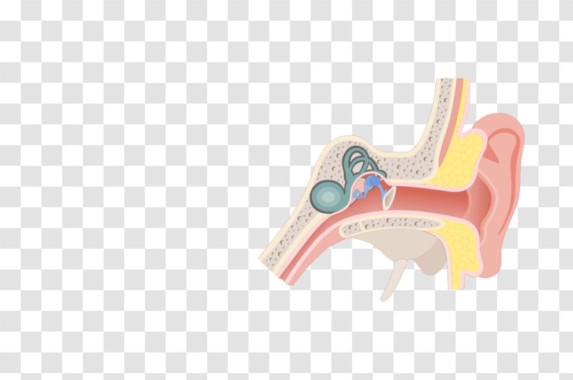 Pharynx Eustachian Tube Ear Anatomy Larynx Transparent PNG