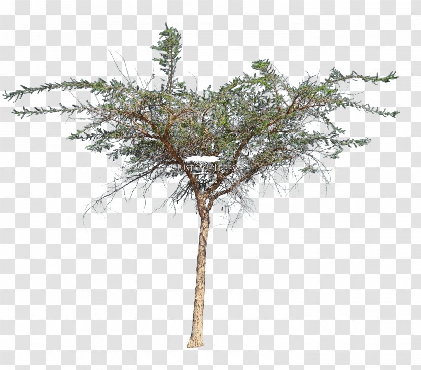 Acacia Sieberiana Tree Vachellia Karroo Larch - Branch - Thorns Transparent PNG