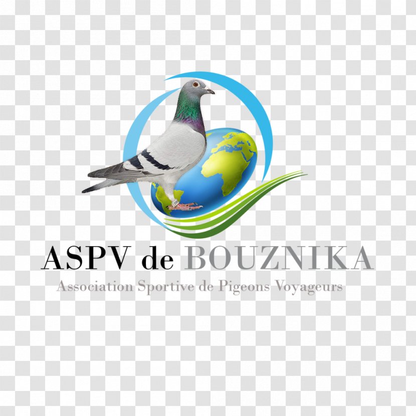 Brand Logo Bird Marketplace - Artwork - Pigeon Voyageur Transparent PNG