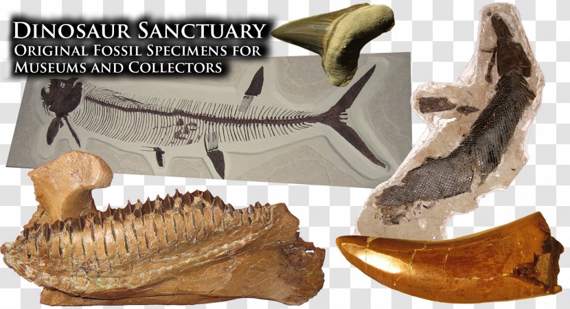 Marine Vertebrate Fossil Jaw - Human Tooth - Dinosaur Bones Transparent PNG