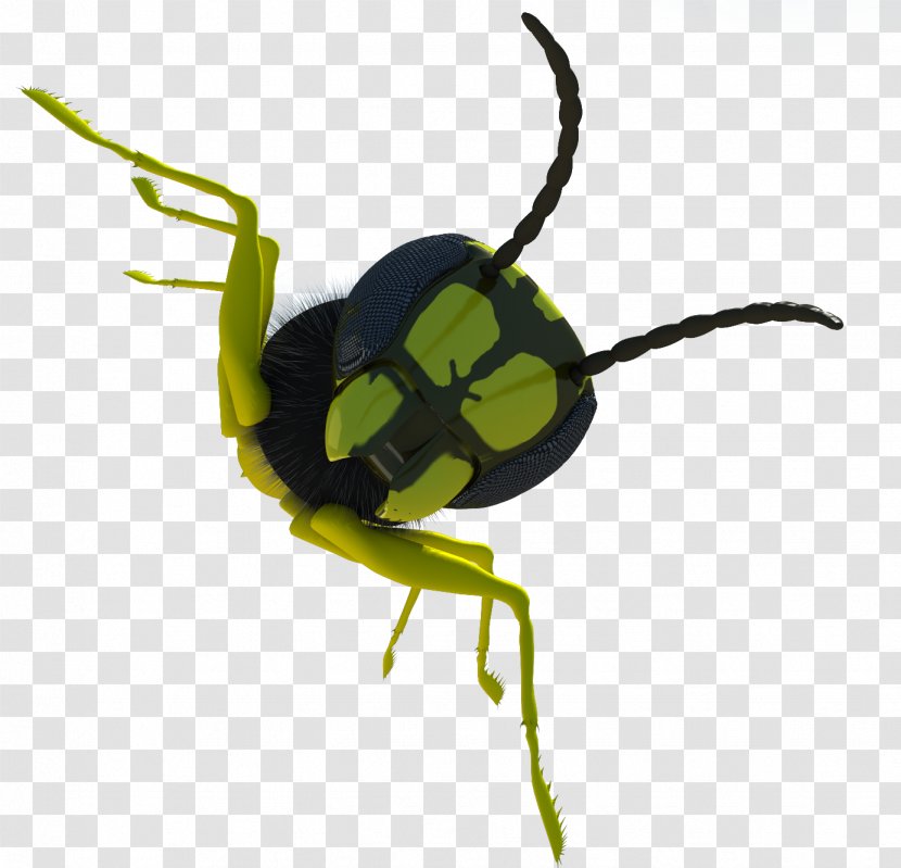 Beetle Weevil Download - Green Transparent PNG