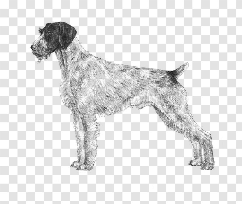 German Wirehaired Pointer Spinone Italiano Pointing Griffon Shorthaired - Cesky Fousek - DOG Transparent PNG