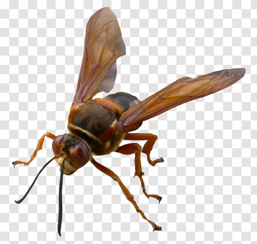 Hornet Bee Pterygota Pest Wasp - Insect Transparent PNG