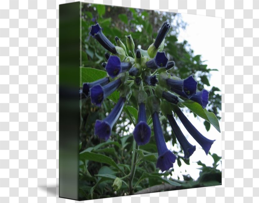 Floral Design - Blue Transparent PNG