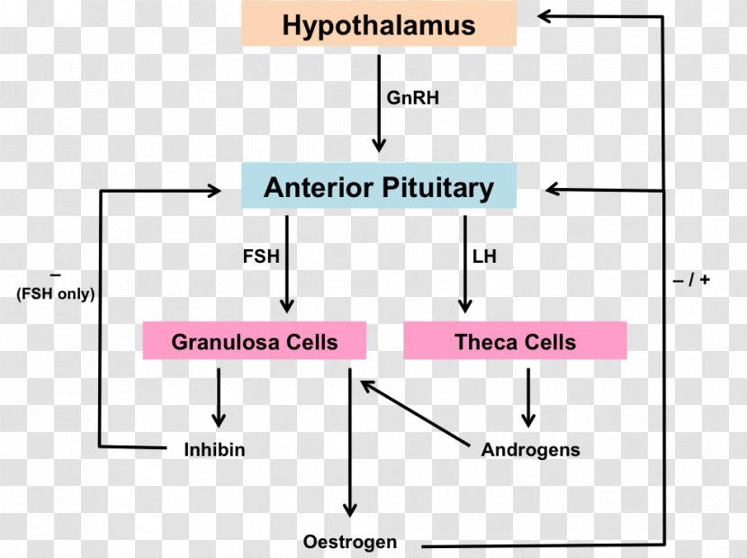 Hypothalamic–pituitary–gonadal Axis Menstrual Cycle Menstruation Hypothalamic–pituitary–adrenal Female Reproductive System - Parallel - Hypothalamus Transparent PNG