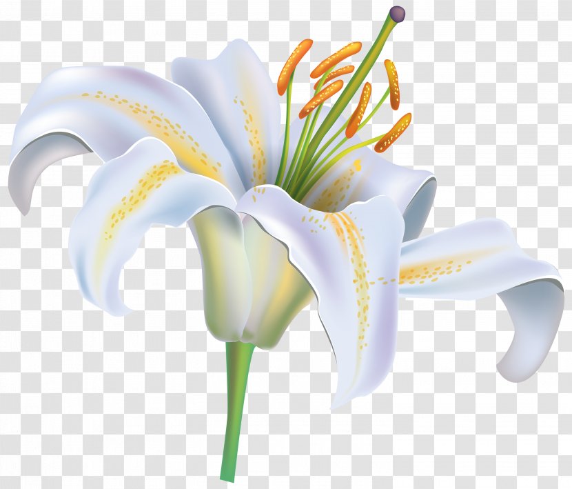 Easter Lily Tiger Lilium Candidum Flower - Petal - White Transparent PNG