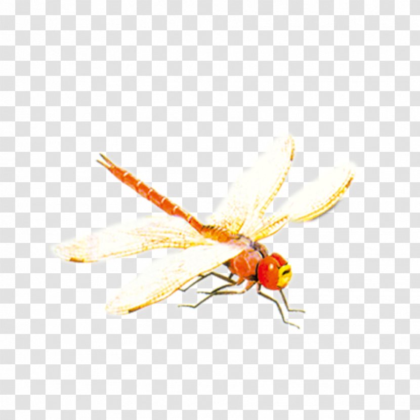 Bee Insect Dragonfly - Yellow - Red Transparent PNG