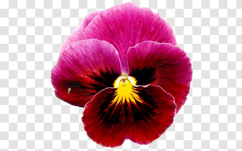 Pansy Violet Annual Plant Close-up Transparent PNG