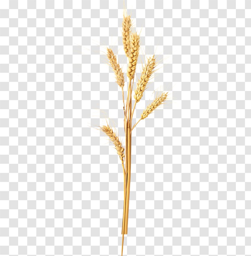 Emmer Kellogg's All-Bran Complete Wheat Flakes Cereal Einkorn Spelt - Plant - Wild Oats Transparent PNG