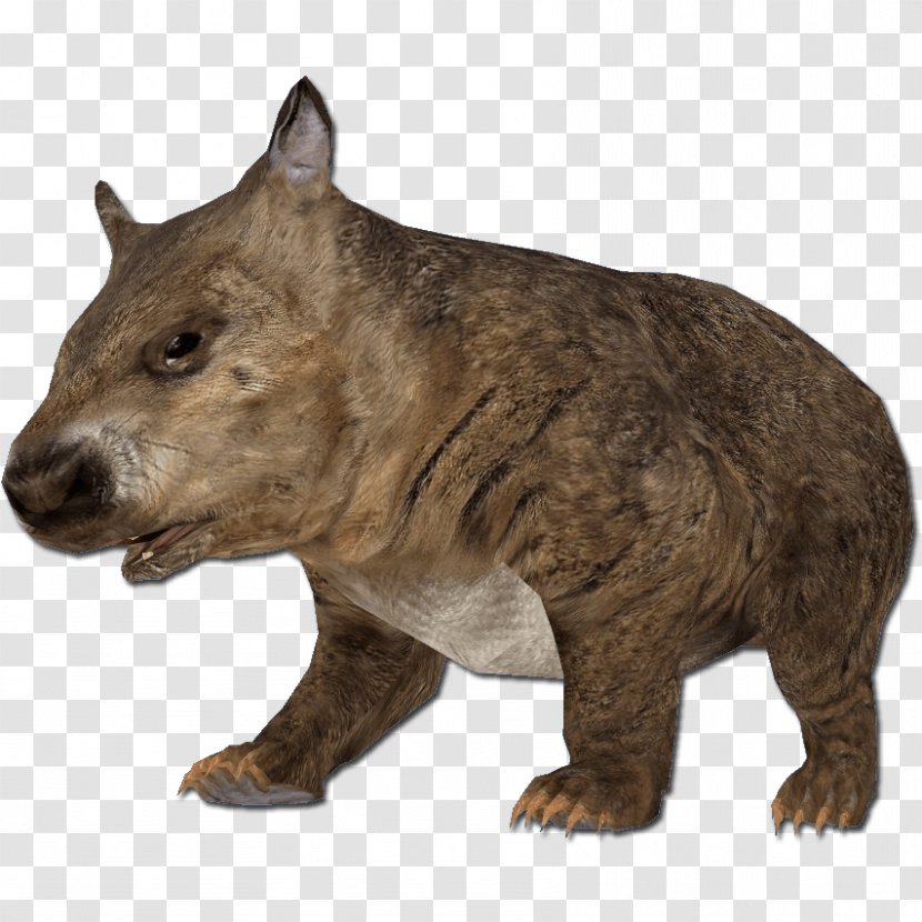 Wombat Grizzly Bear Rodent - Mammal - Hairy Transparent PNG