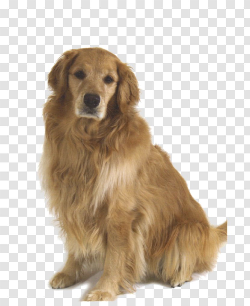 Golden Retriever Dog Breed Companion Transparent PNG