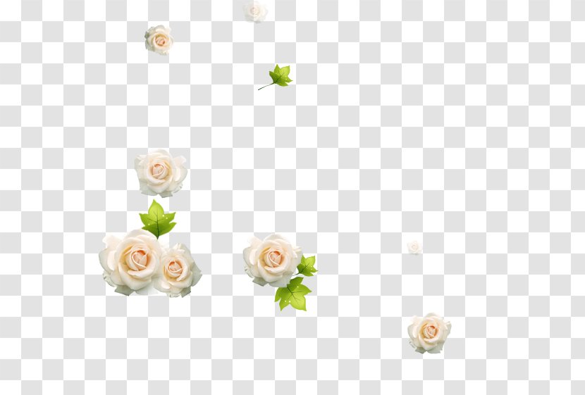 Beach Rose White Download - Yellow Transparent PNG