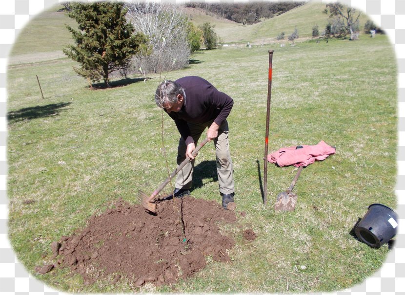 Lawn Landscape Soil Pasture Tree - Plant Transparent PNG