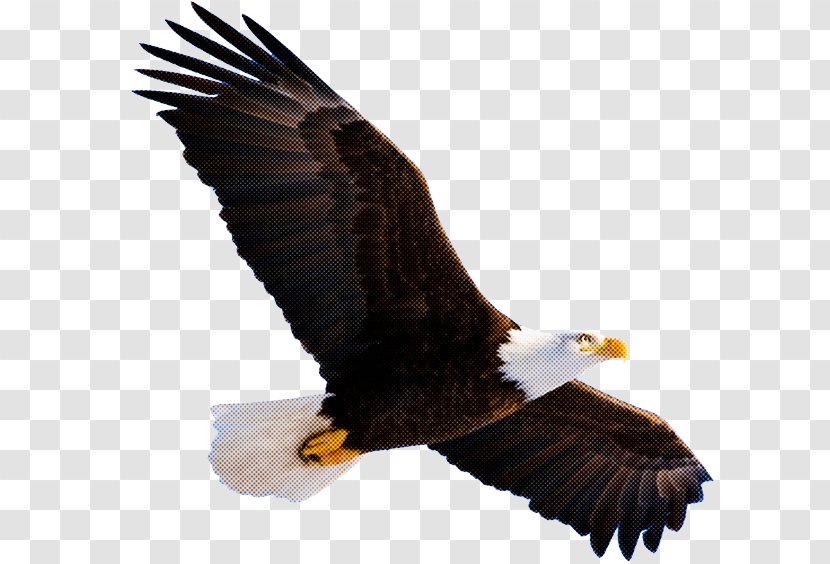 Bald Eagle Bird Of Prey Accipitridae - Golden Kite Transparent PNG