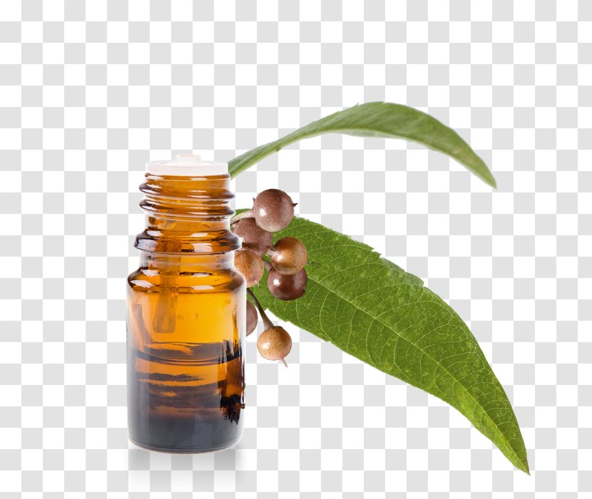 Eucalyptus Oil Globulus Radiata Essential - Gum Trees - Yunnan Transparent PNG