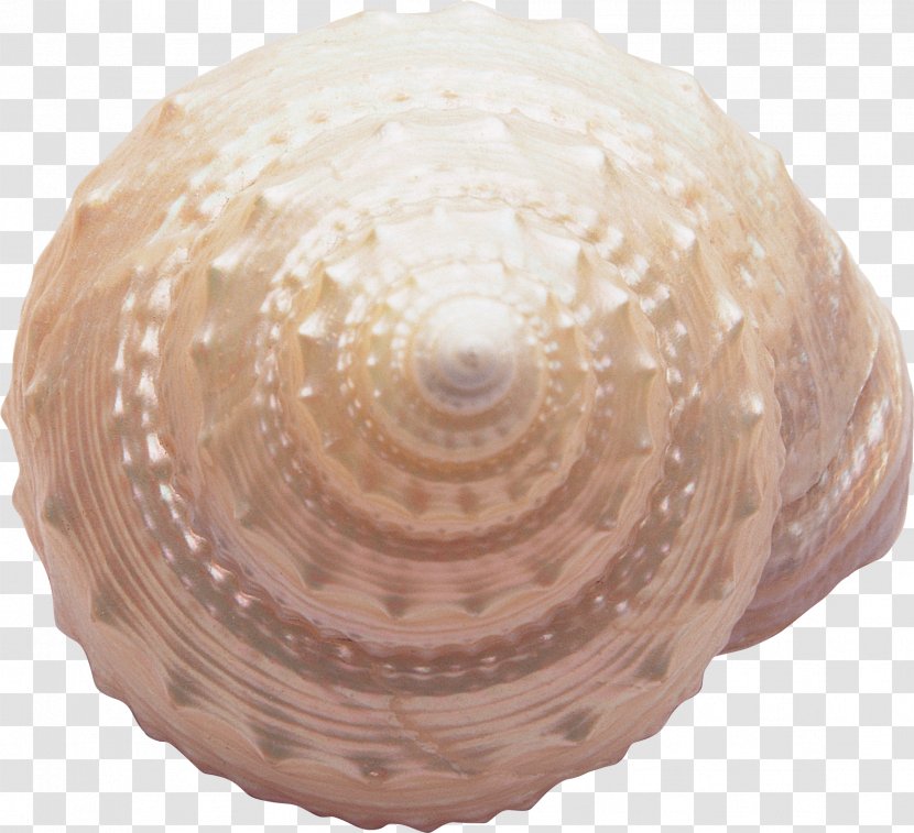 Seashell Seabed Sea Snail Transparent PNG
