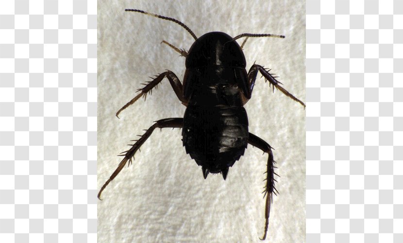 Beetle Mount Albert - Arthropod - Owairaka Domain Tryonicidae Tryonicus CassidinaeBeetle Transparent PNG