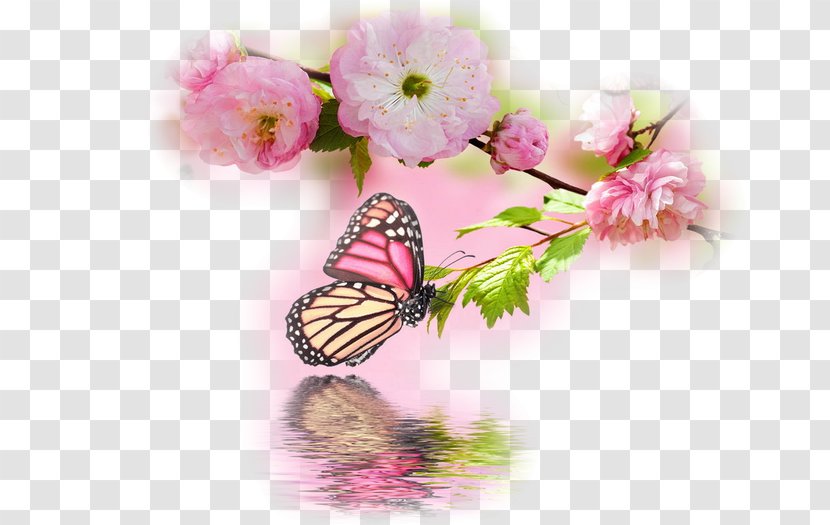 Butterfly Desktop Wallpaper Image Stock Photography - Invertebrate Transparent PNG