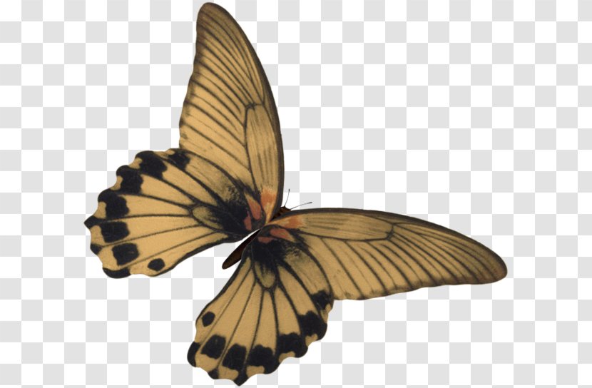 Butterfly Kelebek Mobilya Sanayi Ve Ticaret AS Clip Art - Moths And Butterflies - Papillon Transparent PNG