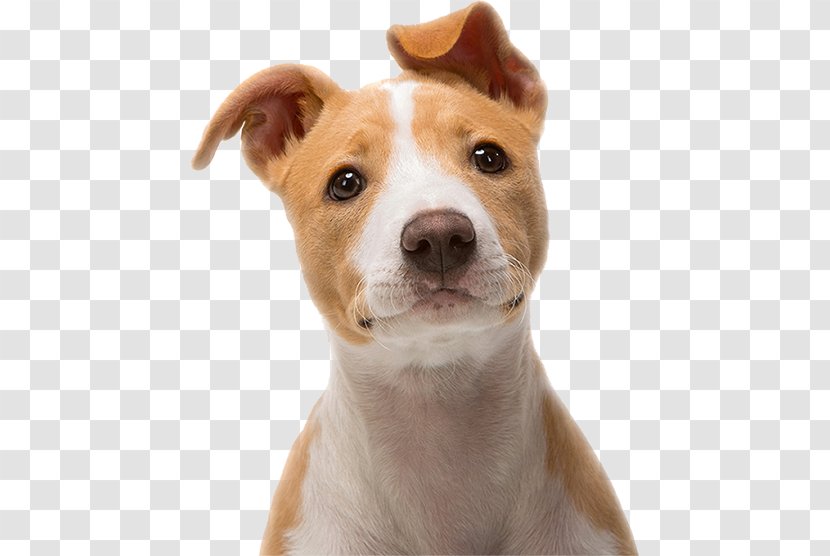Puppy Desktop Wallpaper Pug Dog Breed Kitten - Nose - Boxer Lab Mix Transparent PNG