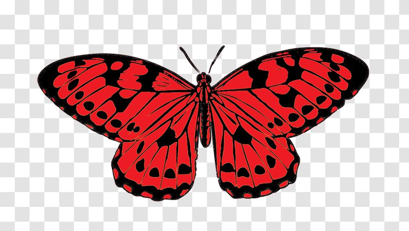 Butterfly Red Clip Art - Arthropod - Real Cliparts Transparent PNG