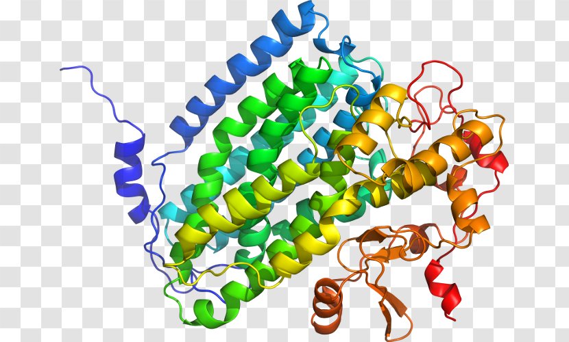 Beta-secretase 1 Transmembrane Protein Amyloid Precursor Secretase Gamma Beta - Betasecretase Transparent PNG