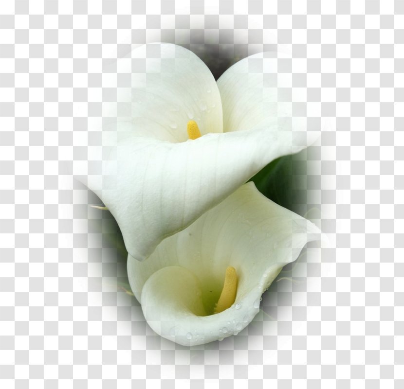 arum lilies water plantains download flower alismatales kalasam outline transparent png arum lilies water plantains download