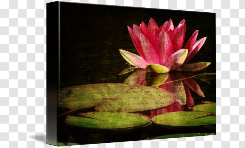 Flower Still Life Photography Gallery Wrap Petal - New York State Route 3 - Water Lilies Transparent PNG