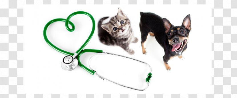 Cat Pomeranian Veterinarian Pet Stock Photography - Heart Transparent PNG