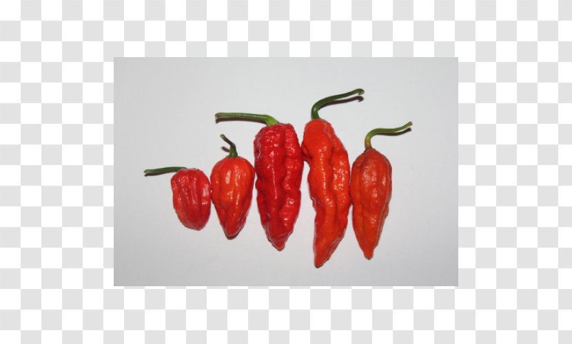 Chili Pepper Cayenne Bird's Eye Habanero Serrano - Bhut Jolokia - Peppers Transparent PNG
