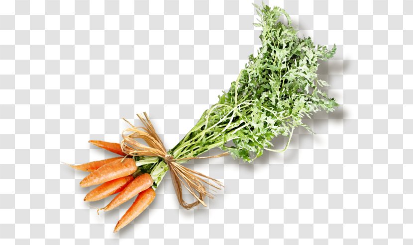 Carrot Moroccan Cuisine Vegetable - Stock - Bunch Of Carrots Transparent PNG