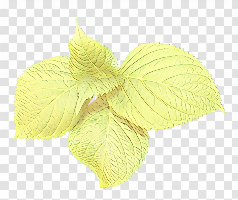 Leaf Yellow Plant Flower Petal Transparent PNG