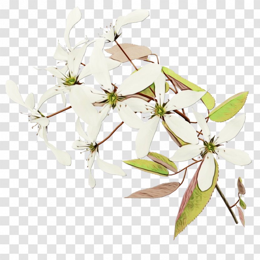 Floral Design Cut Flowers Petal - Botany - Flower Transparent PNG