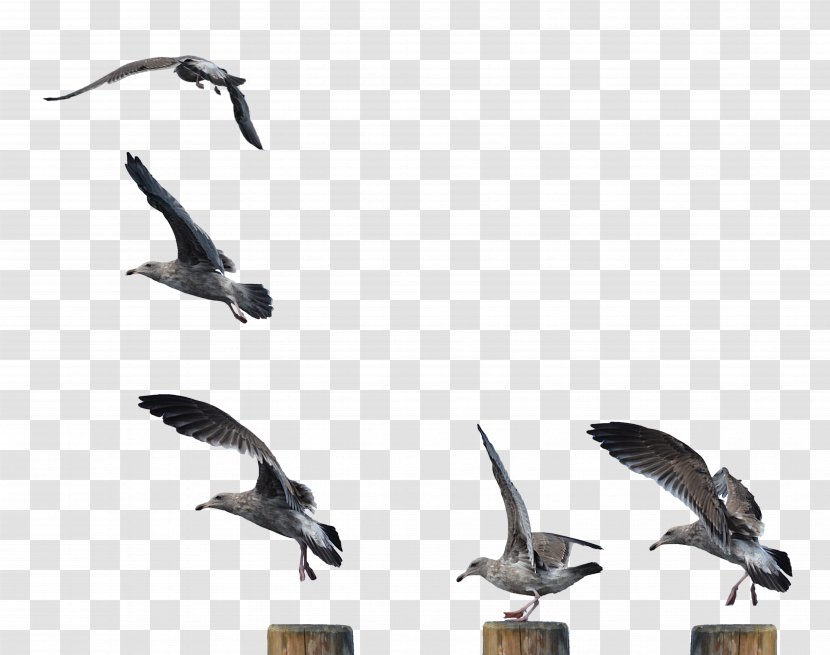 Gulls Shorebirds European Herring Gull Goose - Wildlife - Seagull Transparent PNG