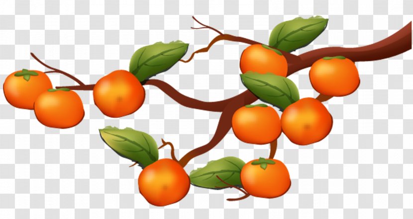 Japanese Persimmon Clementine Food - Apple - Painted Tree Transparent PNG