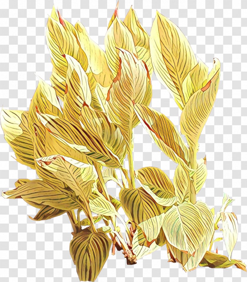Grasses Commodity Flower - Botany Transparent PNG