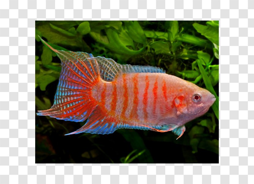 Siamese Fighting Fish Dwarf Gourami Paradise Goldfish - Fauna Transparent PNG