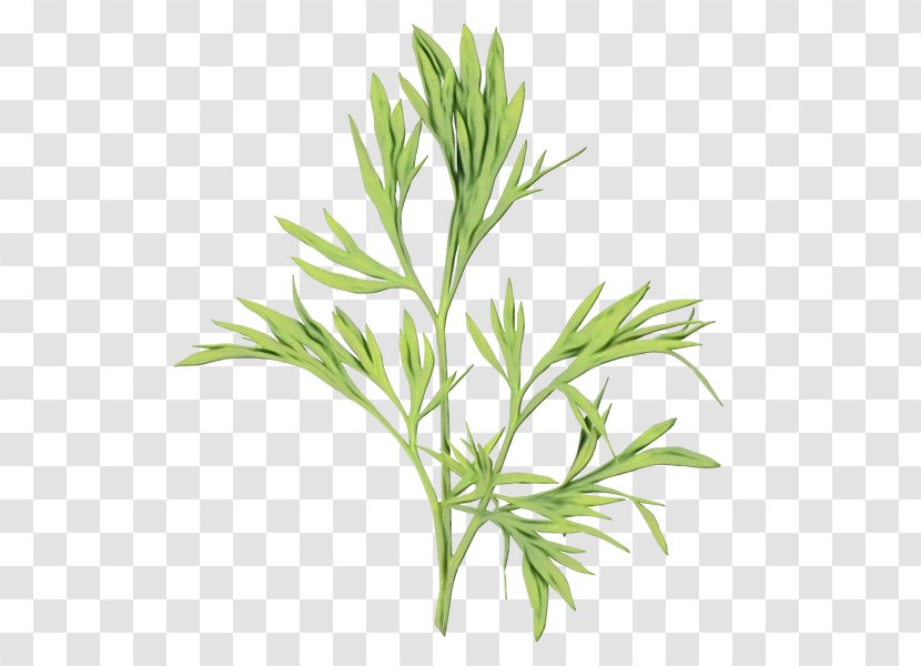 Watercolor Flower Background - Artemisia Fines Herbes Transparent PNG