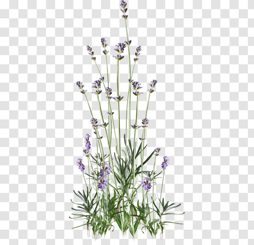 Flower Bouquet English Lavender Mauve - Flora Transparent PNG