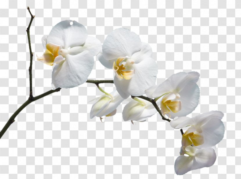Moth Orchids Flower Please God Send Me A Husband Download - Blossom - White Transparent PNG
