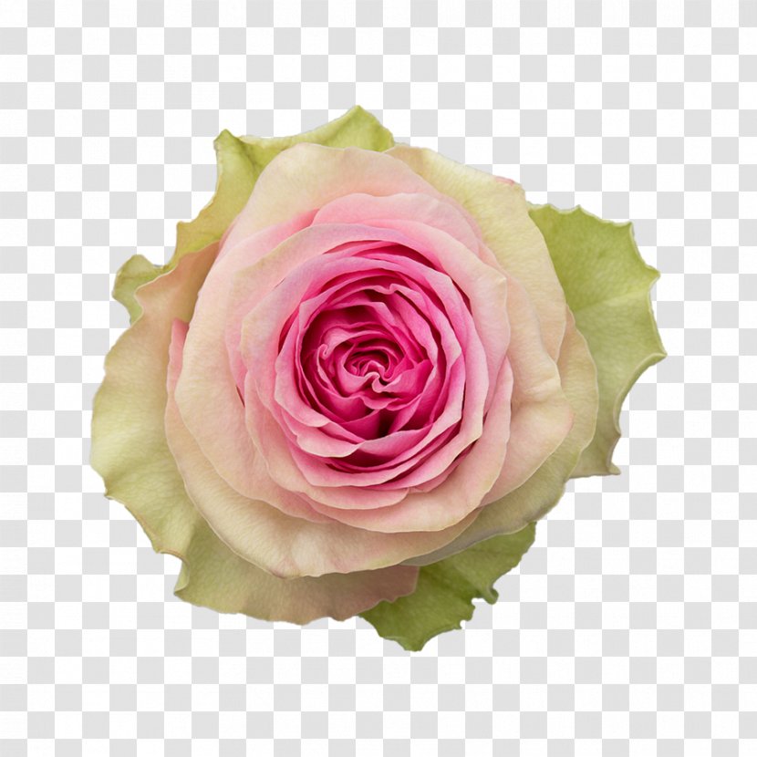 Garden Roses Cabbage Rose Floribunda Cut Flowers Njoro - Kissing Suzy Kolber Transparent PNG
