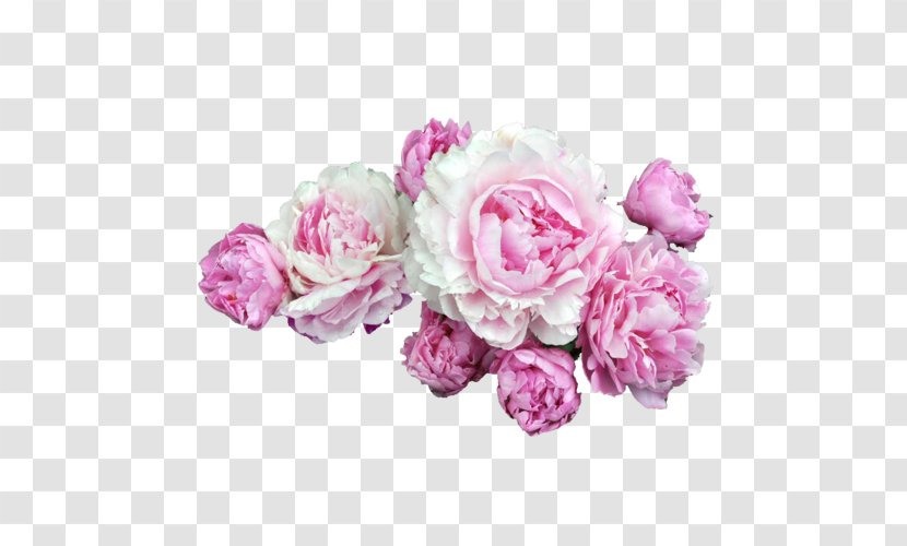Pink Flowers Peony Clip Art Rose - Floral Design - Flower Transparent PNG