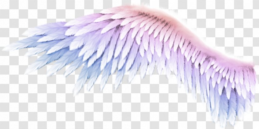Wing - Feather - Vector Khung Vien Transparent PNG