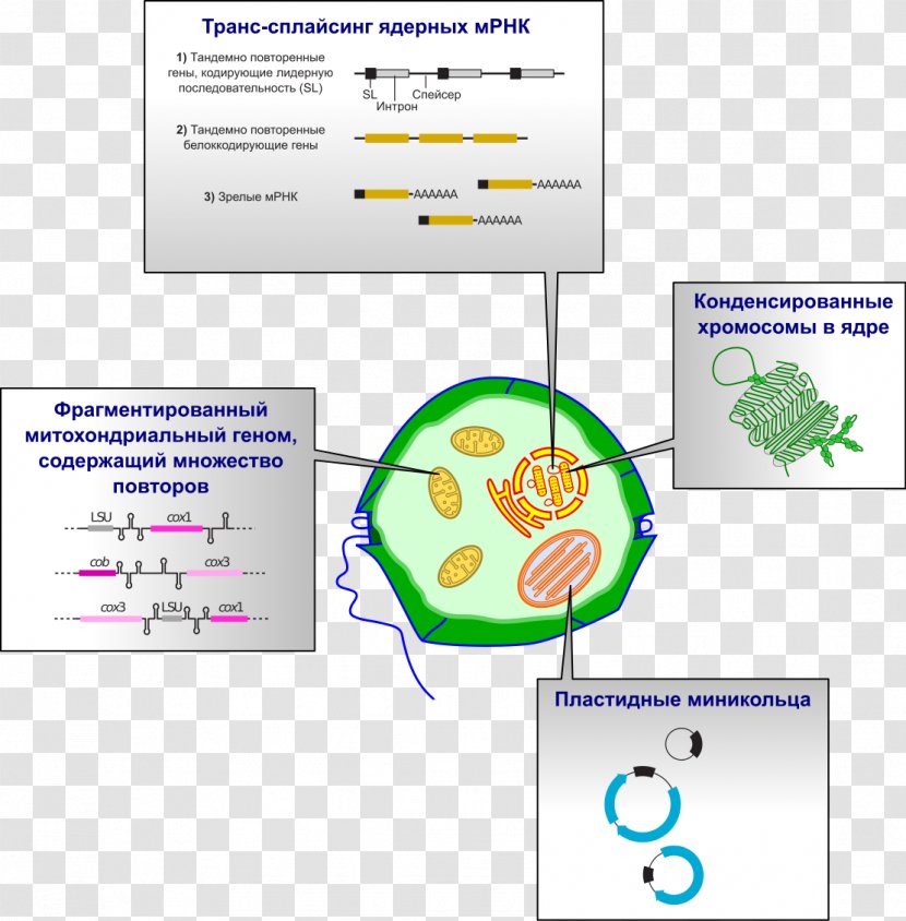 Dinoflagellates Genome Chloroplast Plastid Algae - Brevetoxin - Technology Transparent PNG