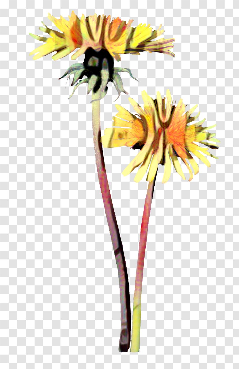 Transvaal Daisy Floristry Cut Flowers Petal Plant Stem - Gerbera Transparent PNG