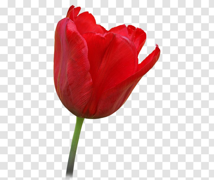 Tulip T-shirt Hoodie Flower Red - Plant Stem Transparent PNG
