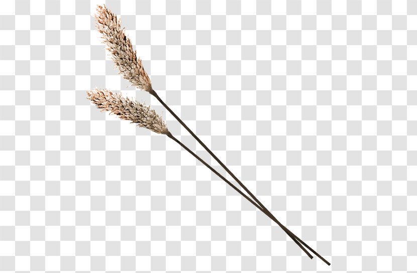 Grasses Download - Grass Family - Withered Wheat Transparent PNG