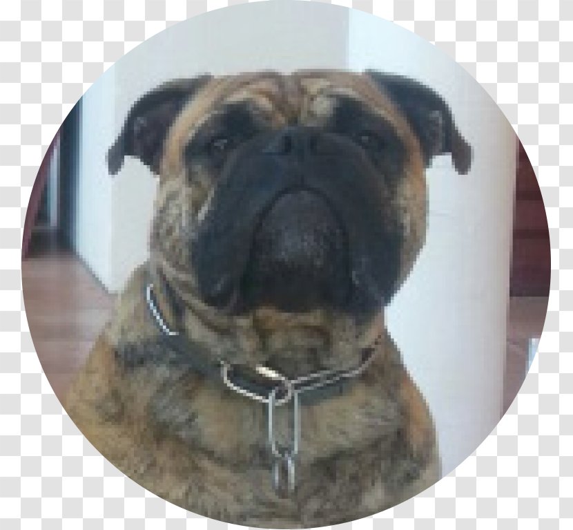 Dog Breed Pug Bullmastiff Continental Bulldog - Puppy Transparent PNG