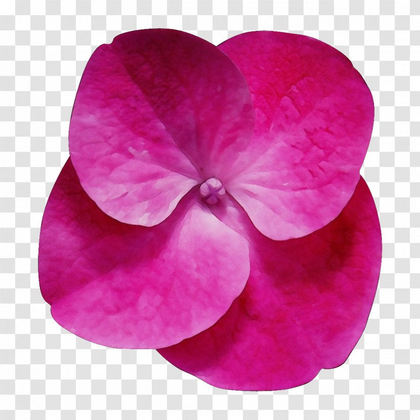 Petal Flower Clip Art Desktop Wallpaper - Purple Transparent PNG
